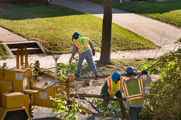 The Steps Involved in Our Tree Care Process in Minnehaha, WA